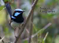 Fairy Wren